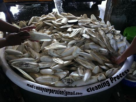 Cleaned Cuttle Fish Bone Manufacturer Supplier Wholesale Exporter Importer Buyer Trader Retailer in Alappuzha Kerala India